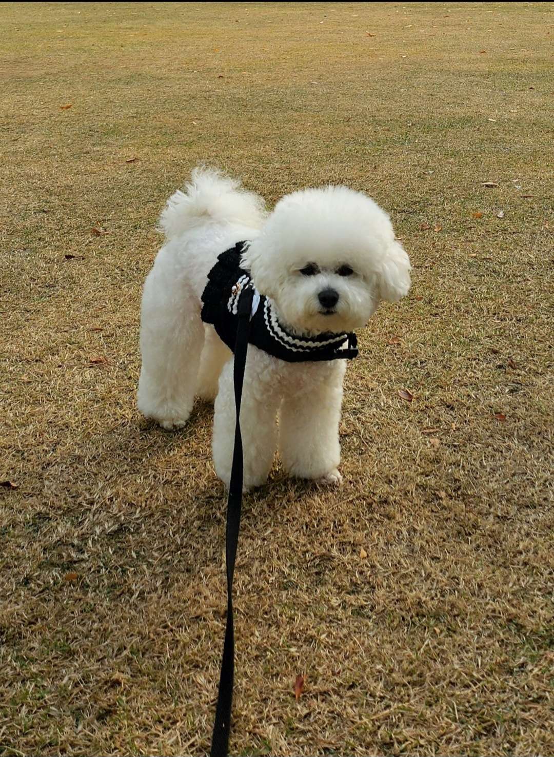 오랫만에 친구들 만났어요~😄🐶🐶🐕🐾 - 포동 | 커뮤니티