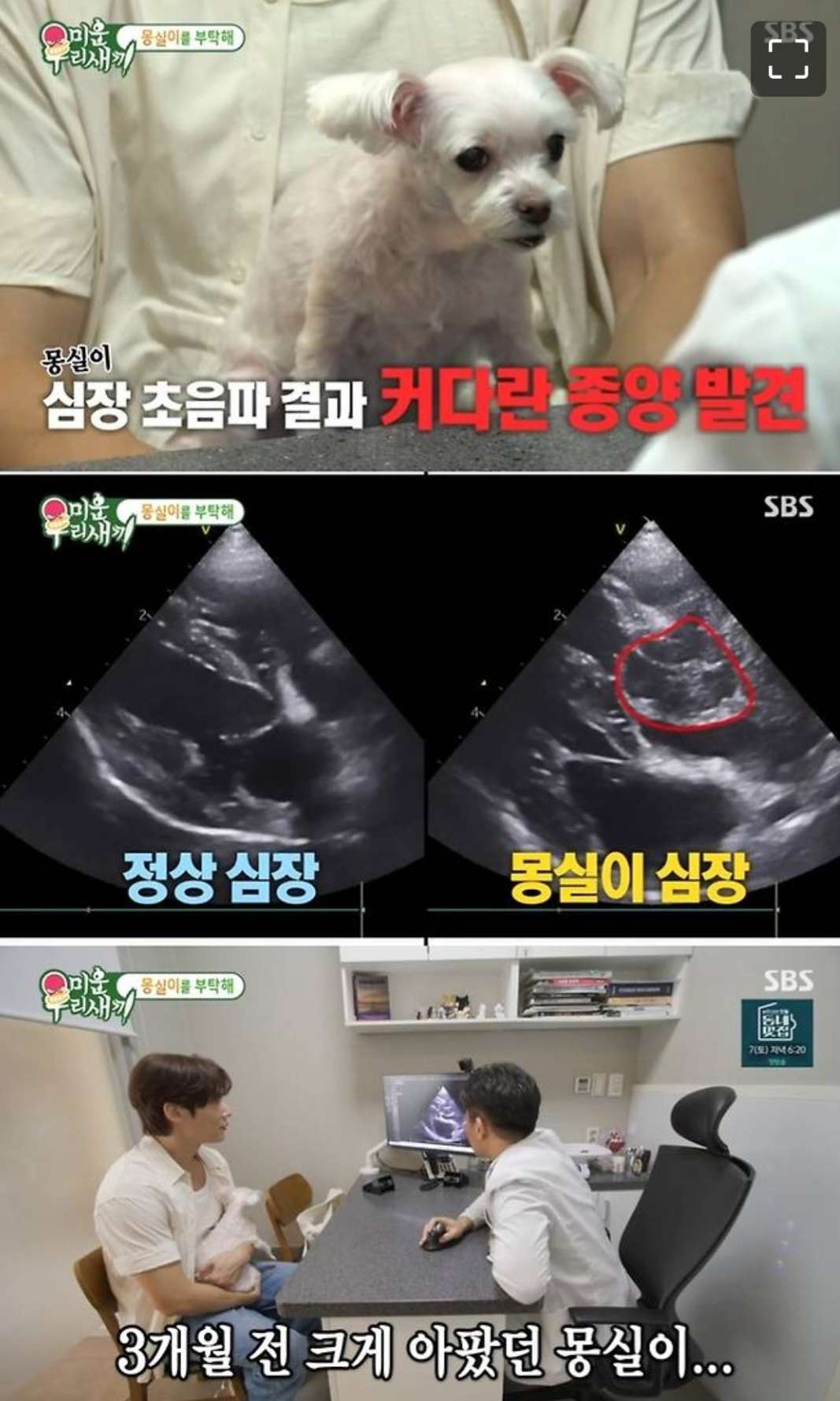 “받아들이고 싶지 않아”… 최진혁, 혈관육종암 걸린 반려견 몽실이 장례 준비에 ‘ - 포동 | 커뮤니티