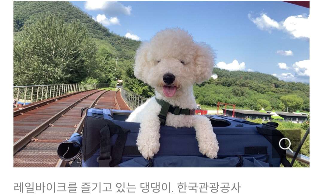 애견 풀빌라 완판 - 테마파크 회원권도 동났다 - 포동 | 커뮤니티