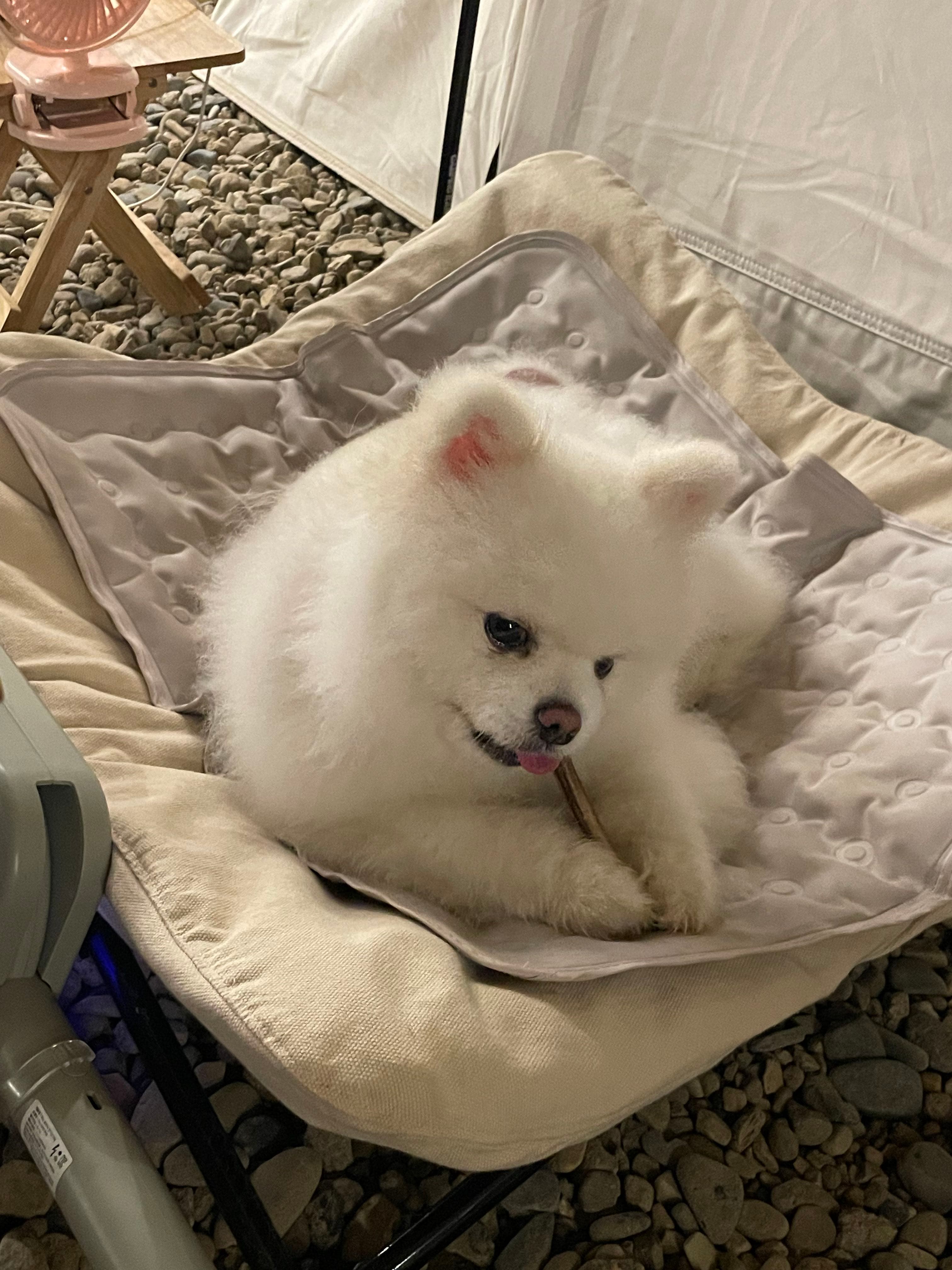 애견동반 캠핑장 다녀왔어요 - 포동 | 커뮤니티