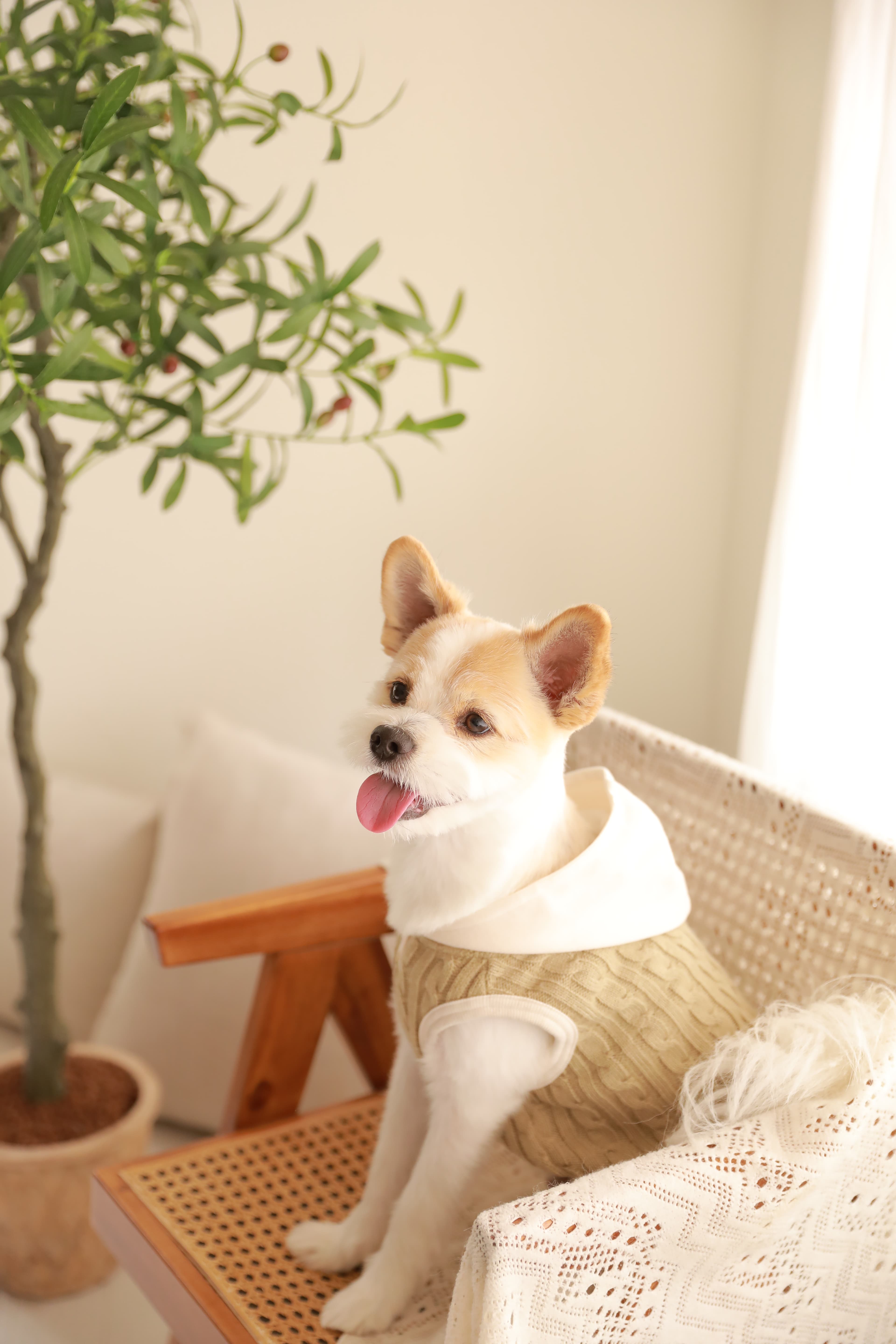 이미지