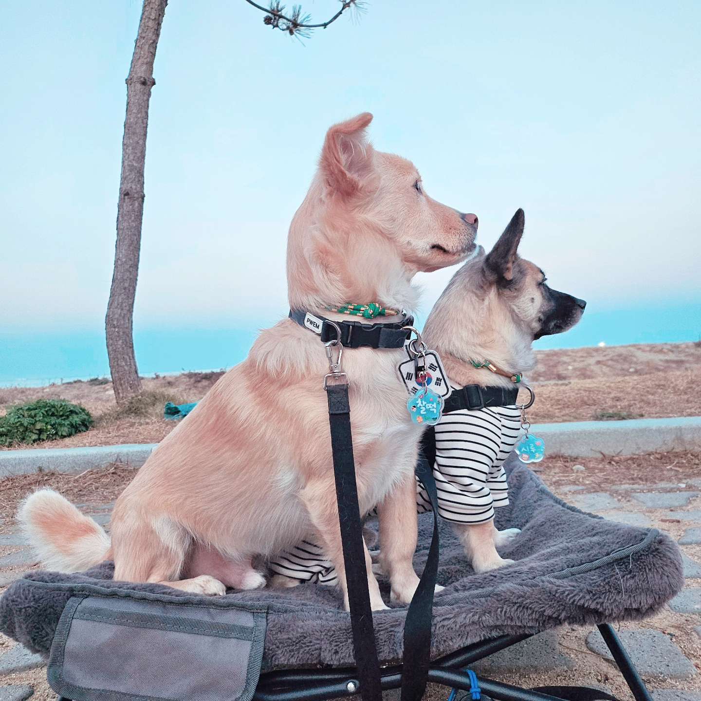 꿀정보공유4탄💜 애견동반캠핑장 어디까지 가봤니?😁 - 포동 | 커뮤니티