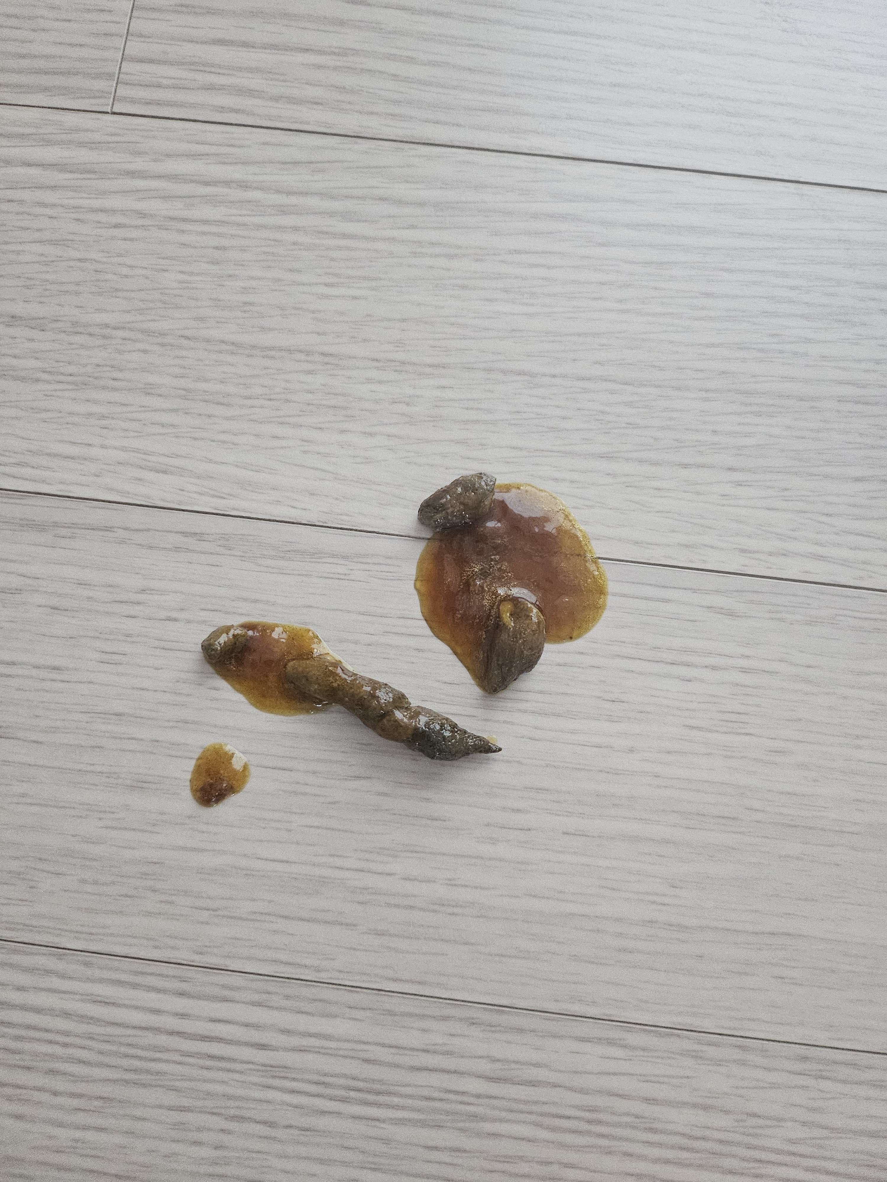 2일전부터 노란토.사료토.묽은변을 봐요 - 포동 | 커뮤니티