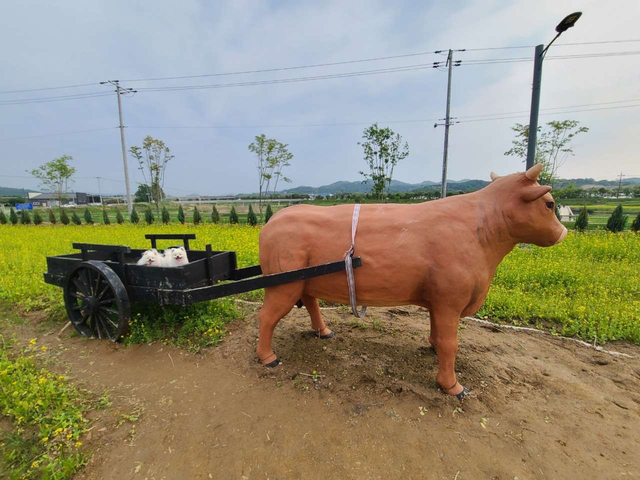 소달구지 타는 아이들😁😁 - 포동 | 커뮤니티