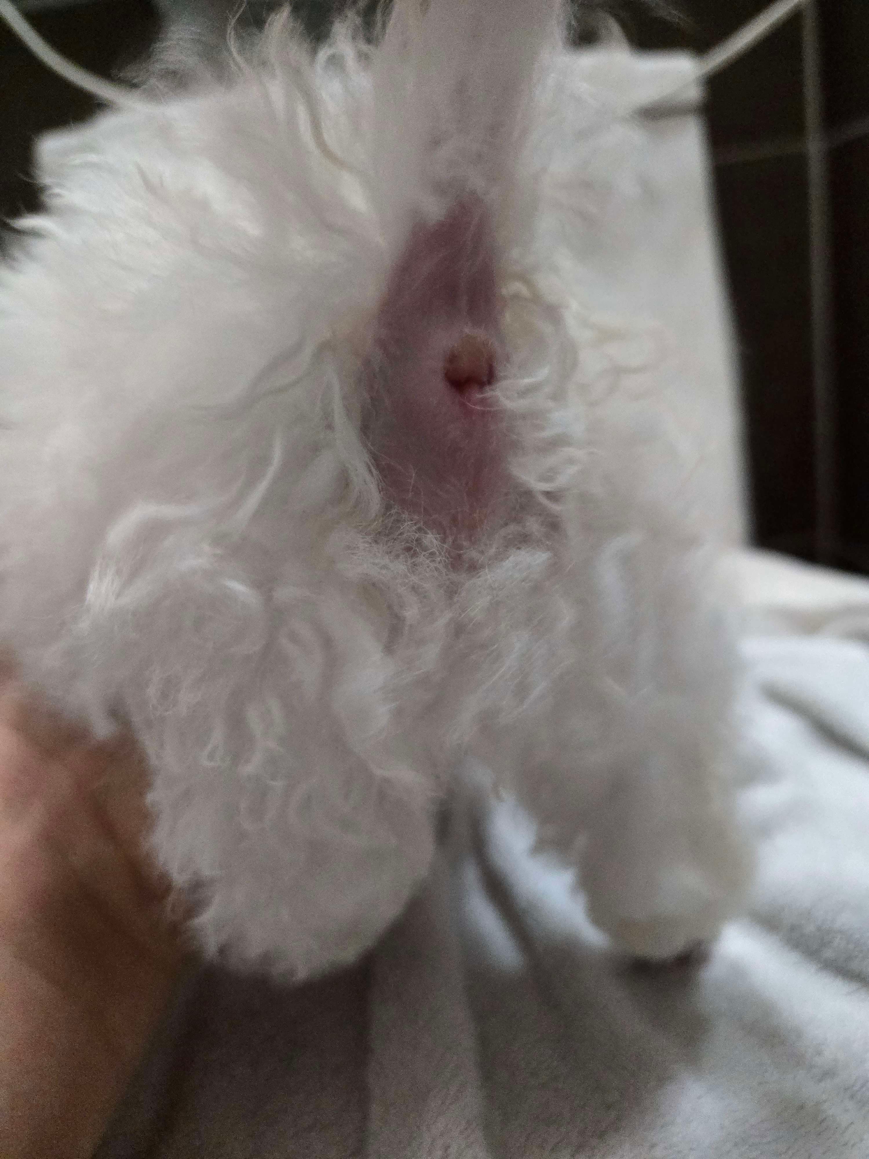 초보견주입니다 똥꼬가 부었는데 - 포동 | 커뮤니티
