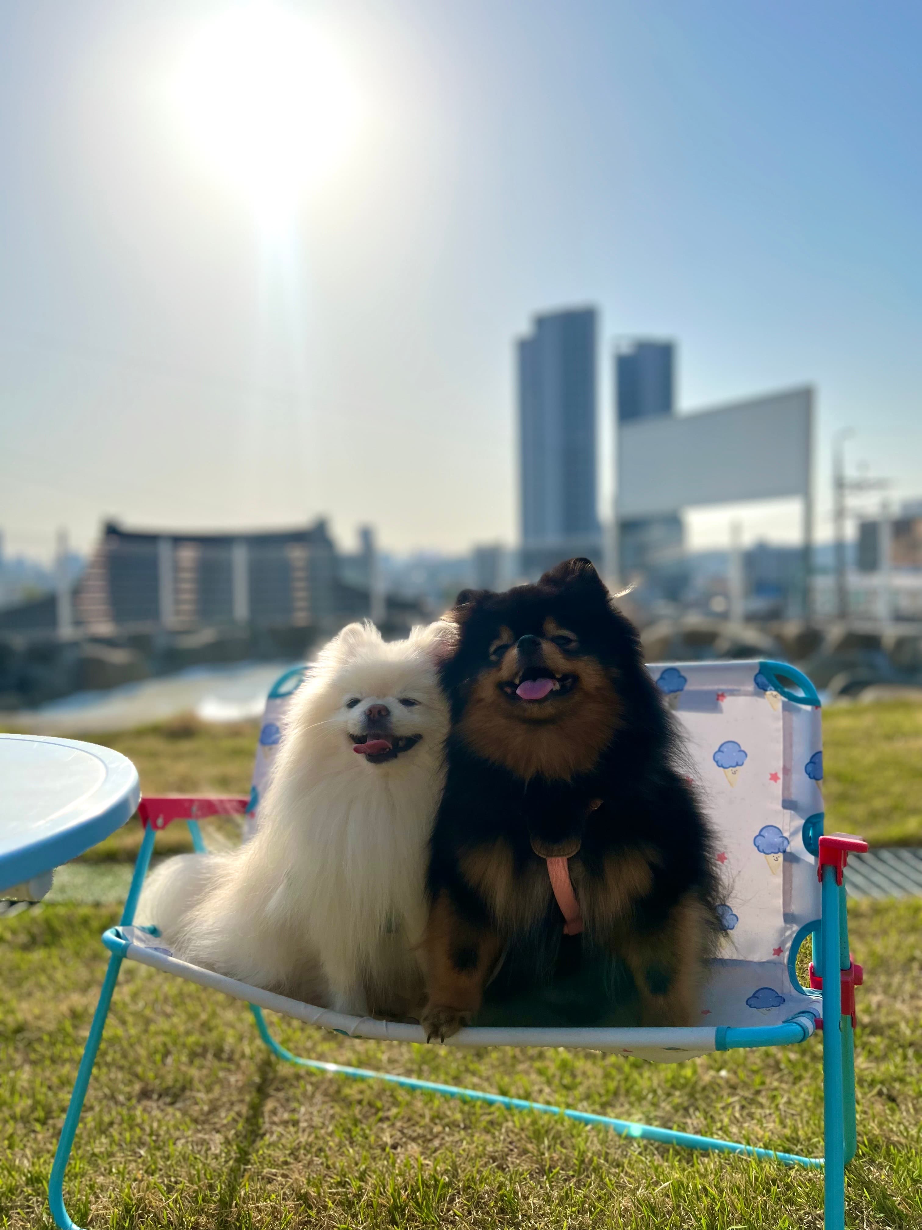 가족 중 한사람에게만 유독 짖어요 - 포동 | 커뮤니티