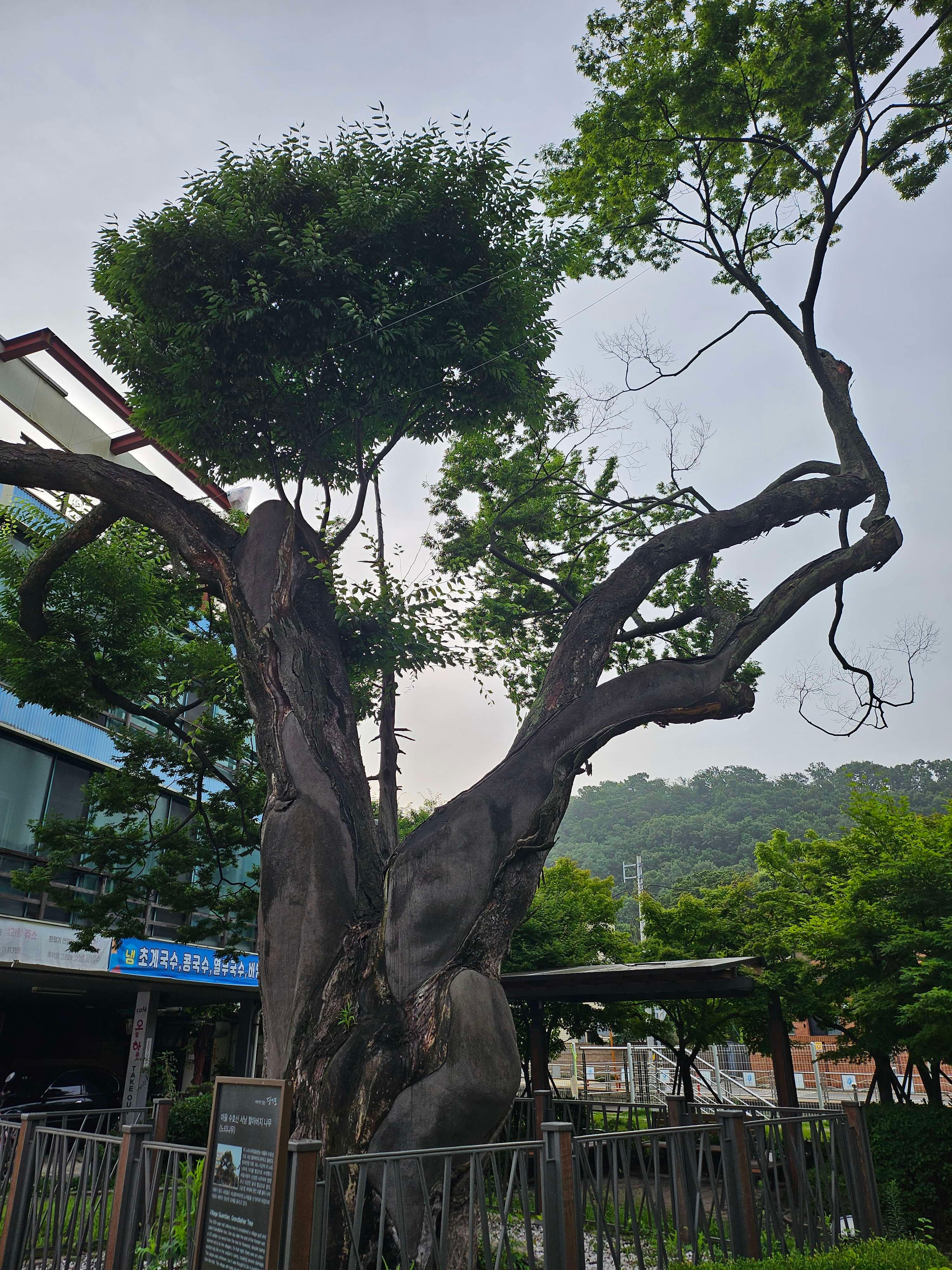 서낭 (당산)나무 있는동네 있오?? - 포동 | 커뮤니티 서낭 (당산)나무  있는동네 있오?? - 포동 | 커뮤니티